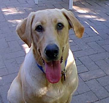 Cali1.jpg (64403 bytes)