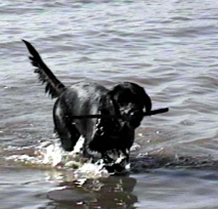 Lucystk.jpg (73080 bytes)