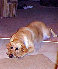 califlooor.jpg (31044 bytes)