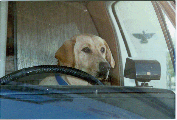 dogdrive.gif (187789 bytes)
