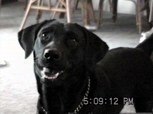 lucy1.jpg (67507 bytes)