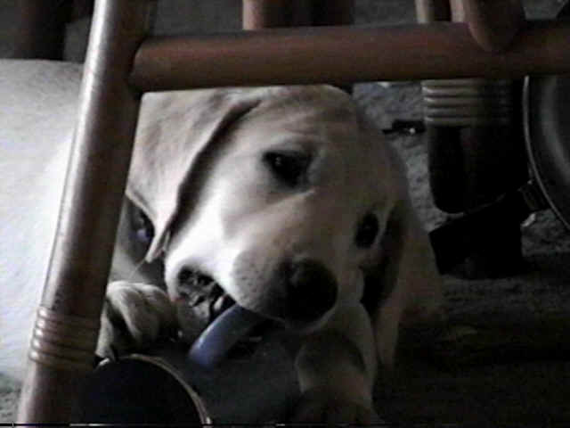 waldo5.jpg (20859 bytes)