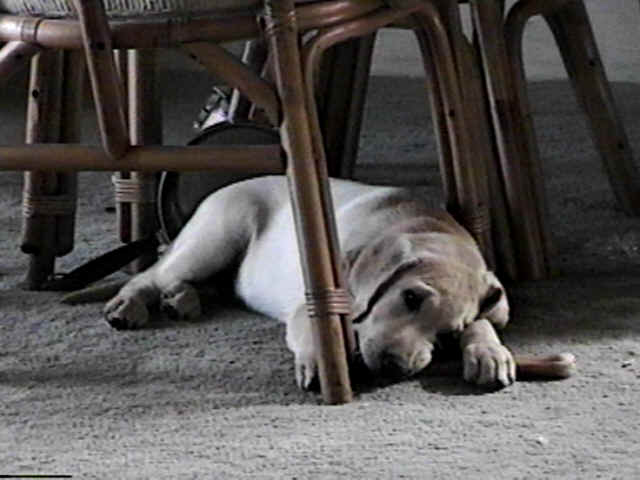 waldo6.jpg (29963 bytes)