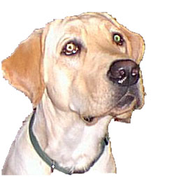 wallfaceonly.jpg (63189 bytes)