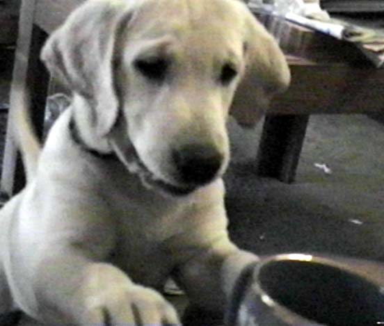 wally2.JPG (68861 bytes)