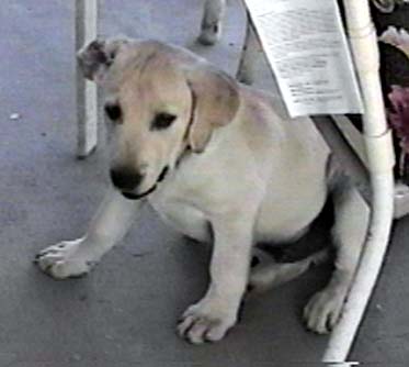 wally7.JPG (58759 bytes)