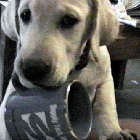 wallycup.JPG (75465 bytes)