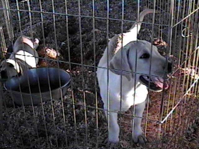 wallypup.JPG (89353 bytes)